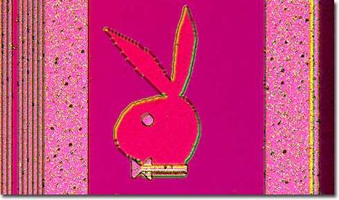 Playboy Bunny The Cheetah One of America's favorite icons, the Playboy bunny, was discovered on an integrated circuit made in Germany by Siemens.