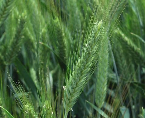 Pszenżyto ozime TEMUCO Hodowca: Syngenta Typ: Krótkosłome Rejestracja: Polska 2016 Plonujące wysoko w każdych warunkach Wysoko plonuje również w warunkach niższego poziomu intensywności Dobra