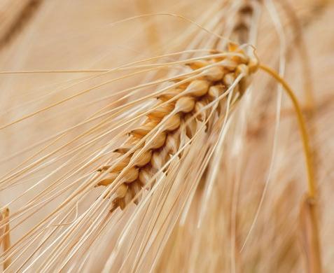 Jęczmień ozimy BAZOOKA Hodowca: Syngenta Typ: Hybrydowy.