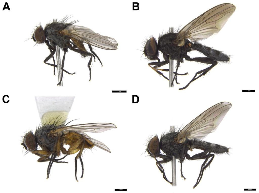 RYC. 1. Gatunki Fanniidae stwierdzone w gniazdach sikory bogatki Parus major LINNAEUS. A F. clara COLLIN, samica, widok, z boku; B F. manicata (MEIGEN), samiec, widok, z boku; C F.