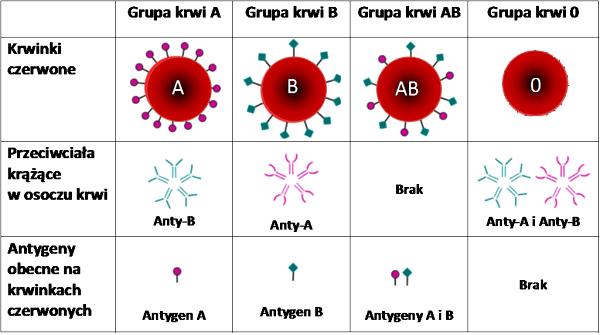 Zadanie 10. (3 pkt.) Na rysunku przedstawiono grupy krwi człowieka, wraz przeciwciałami występującymi w osoczu i antygenami, które są na powierzchni błon erytrocytów.