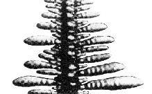 20 Rys. 2. Część dendrytu [3] i jego kontur pokryty siatką kwadratową Fig. 2. Part of dendrite [3] and its contour covered by square grid Rys. 3.