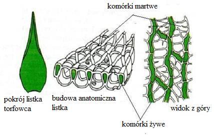 Na podstawie: http://www.pnbt.com.pl/torfowce-638,985,558 7.1. Określ funkcję, jaką pełnią martwe komórki w listku torfowca. 7.2.