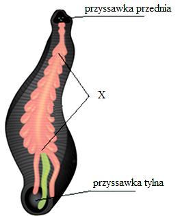 Porównaj układy dżdżownicy i człowieka - wypełnij tabelę, odpowiednimi określeniami zapisanymi pochyłą czcionką.