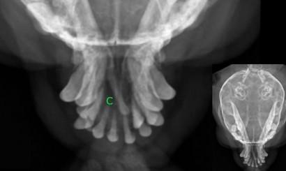 Torbiel zębopochodna u psa rasy chihuahua opis przypadku 1 Torbiel zębopochodna to patologiczna cienkościenna przestrzeń, wypełniona płynną, gęstą treścią.