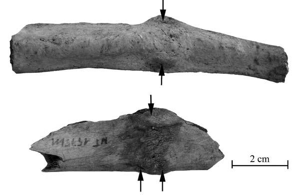 Zwierzęta w średniowiecznym Wrocławiu. Problem struktury konsumpcji mięsa et al. 2001, s. 223 231; 2002, s.