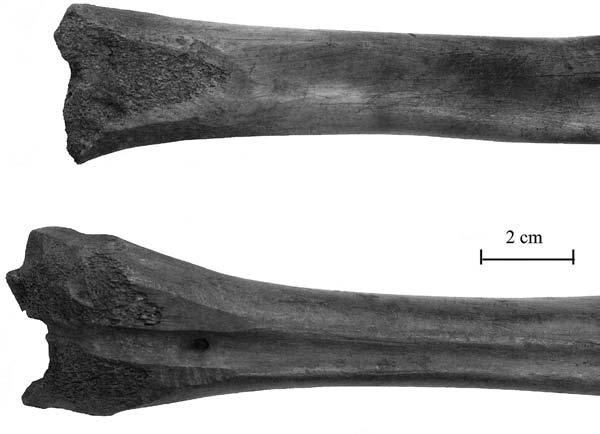 Wrocław, Nowy Targ square, excavations 2010-2012. Worked cattle bones: drilled talus bone (talus), long pastern bone (os compedale) and a cut-off distal part of cannon bone (os metacarpale). Phot.
