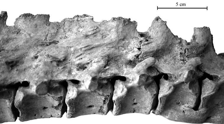 Omówienie wyników i dyskusja Ryc. 1023. Wrocław, pl. Nowy Targ, wykop 2010 2012. Fragment odcinka piersiowego kręgosłupa (columna vertebralis) konia z widocznymi zmianami patologicznymi. Fot.
