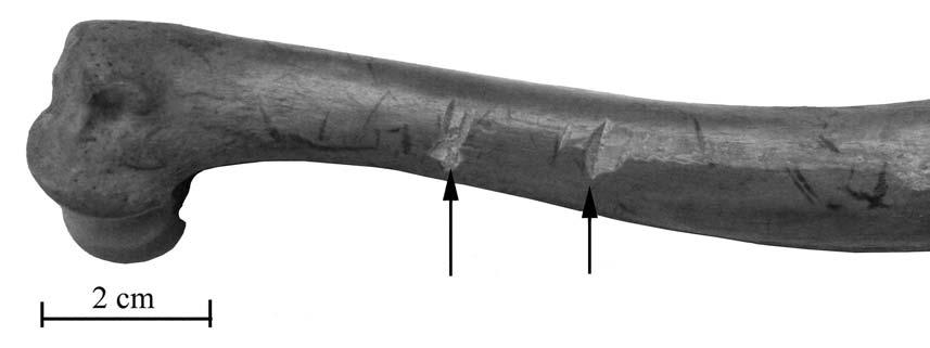Omówienie wyników i dyskusja Ryc. 1025. Wrocław, pl. Nowy Targ, wykop 2010 2012. Kość ramienna (humerus) psa z widocznymi śladami cięcia. Fot. Autorzy Fig. 1025. Wrocław, Nowy Targ square, excavations 2010-2012.