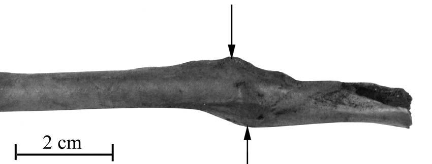 Trace of healed fracture (callus) on bird long bone. Phot. Authors g.