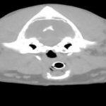 , 2009 Dec; 50(12):630-5. 4. Worley D.R., Hottinger H.A., Lawrence H.J.: Surgical management of gallbladder mucoceles in dogs: 22 cases (1999-2003). J Am Vet Med Assoc., 2004 Nov 1; 225(9):1418-22. 5. Pike F.