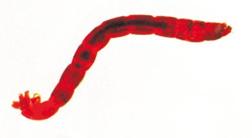 198 Maria Grzybkowska Ryc. 1. Larwa Chironomus. Ryc. 2. Poczwarki Chironomus z wylinkami larwalnymi.