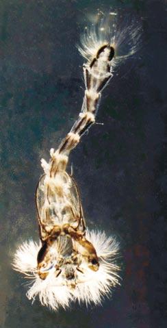 Samica rodzaju Chironomus. Ryc.1 3. fot. R. Sąsiadek, Ryc. 4, 5. fot. M. Grabowski.