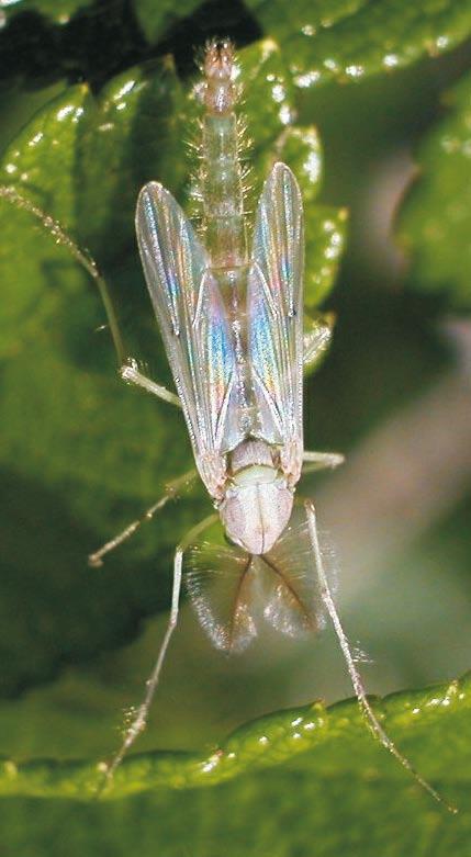 (in situ resistance).