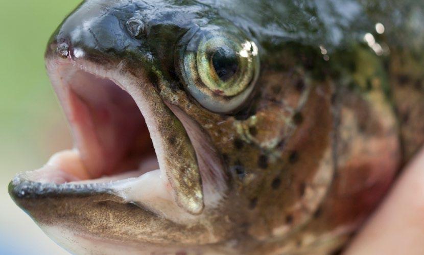 ZALECENIA DOTYCZĄCE KARMIENIA BioMar zaleca stosowanie FOCUS Plus: Profilaktycznie przez tydzień co cztery tygodnie lub przez dwa tygodnie co sześć tygodni Dwa do czterech tygodni przed oraz w czasie