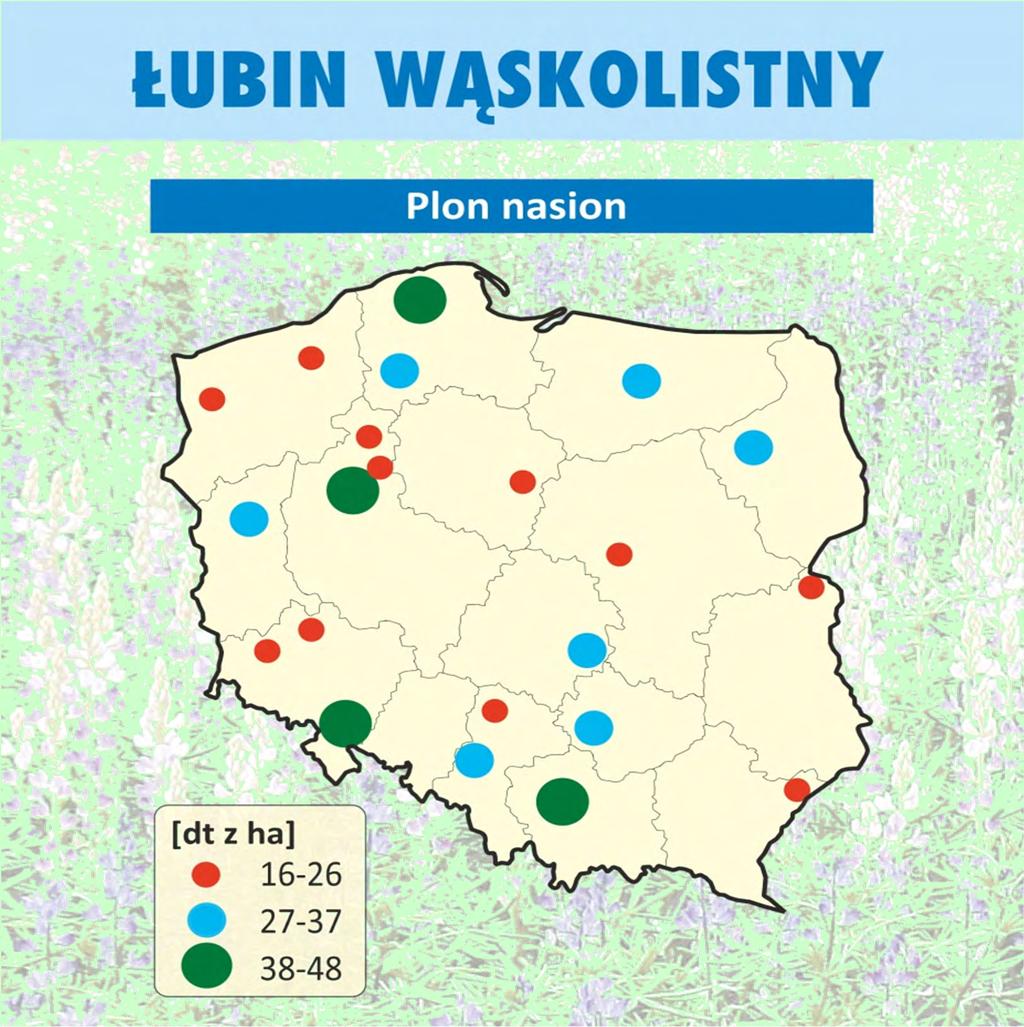 3.2. Plonowanie łubinu