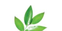 Algi brunatne Ascophyllum wspomagają odchudzanie (jako dodatek do działań dietetycznych).