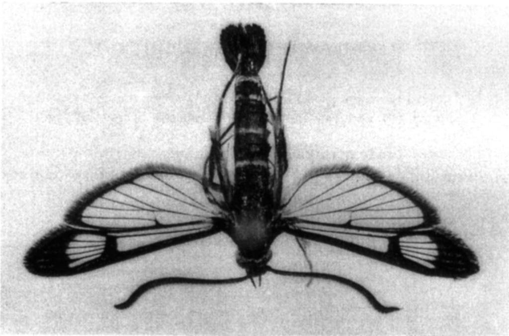 100 M. HOŁOWIŃSKI, M. MIŁKOWSKI Fot. (Phot.) Synanthedon loranthi (KRÁLIČEK, 1966) samiec (male). nych danych, S. loranthi preferuje jemiołę Viscum album ssp. austriacum (WIESB.