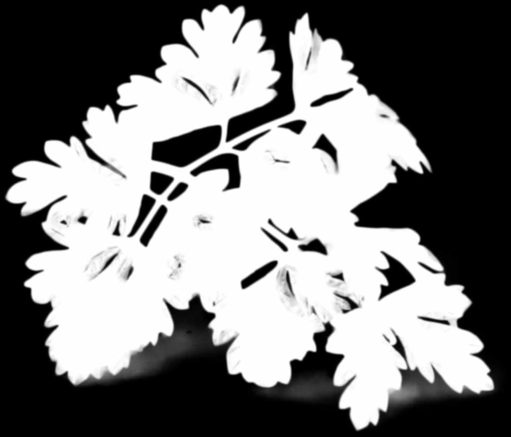 41 sklepów
