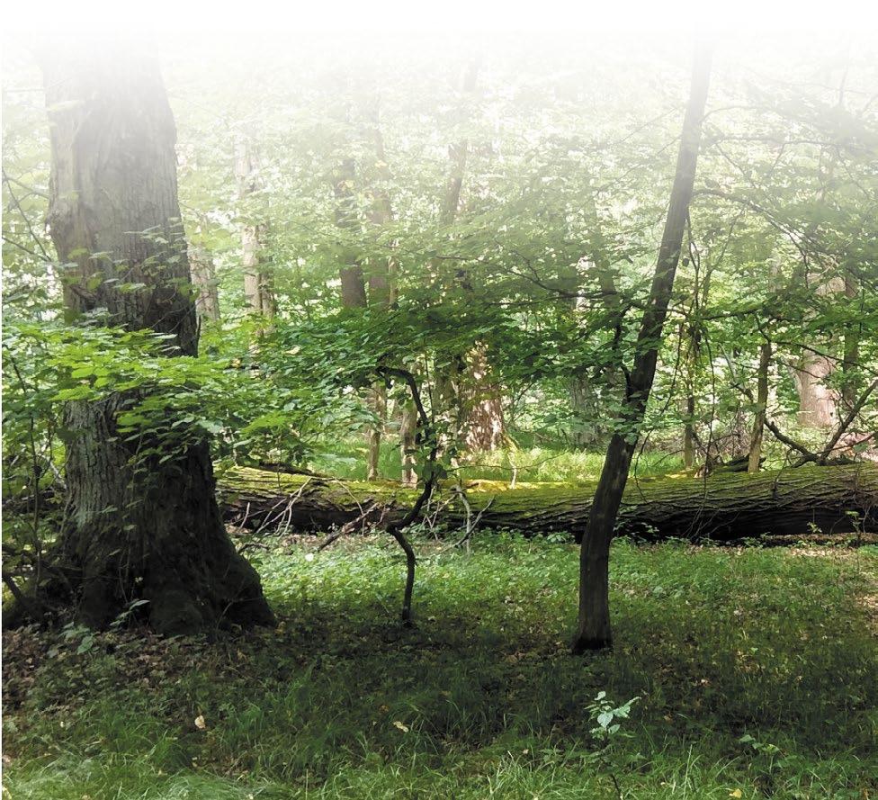 Materiały do opracowania: Godzik B., Piechnik Ł.