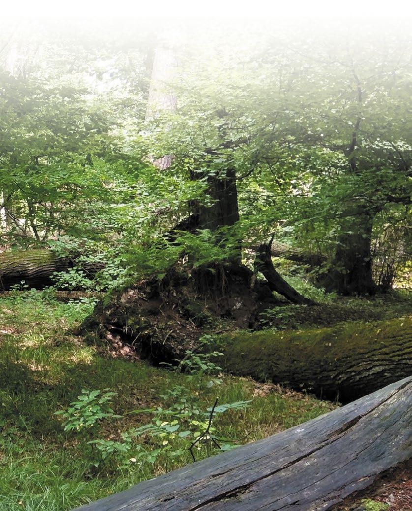 bogactwa przyrodniczego. [W:] WÓjcicki J. J., Loster S. (red.