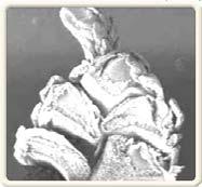http://www.microscopy.fsu.