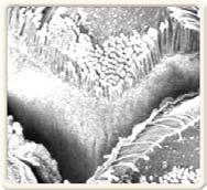 Nano i bio (gekon) Nano i bio (gekon) 200x 400x