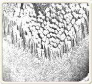 edu/primer/java/electronmicroscopy/magnify1/index.
