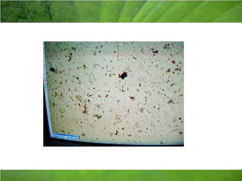 Nano i bio Nano i bio Bacillus megatherium + nano Fe 3 O 4 65 Chad Mirkin z Northwestern