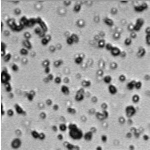 Magnetyczne kryształy fotoniczne Zawiesina nanomagnesów w polu magnetycznym Co dalej?
