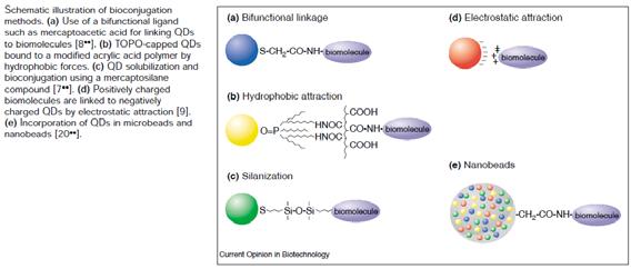 Sferyczne kropki kwantowe Sferyczne kropki kwantowe In vivo molecular and cellular imaging with quantum dots Xiaohu Gao Current Opinion in Biotechnology 2005, 16:63 72 Luminescent quantum dots for