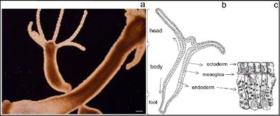cellular imaging with quantum dots Xiaohu Gao Current Opinion in Biotechnology 2005, 16:63 72 110