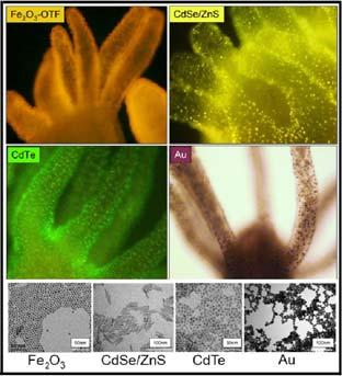 By Claudia Tortiglione "Biomedical Engineering From Theory to Applications", Edited by Reza Fazel