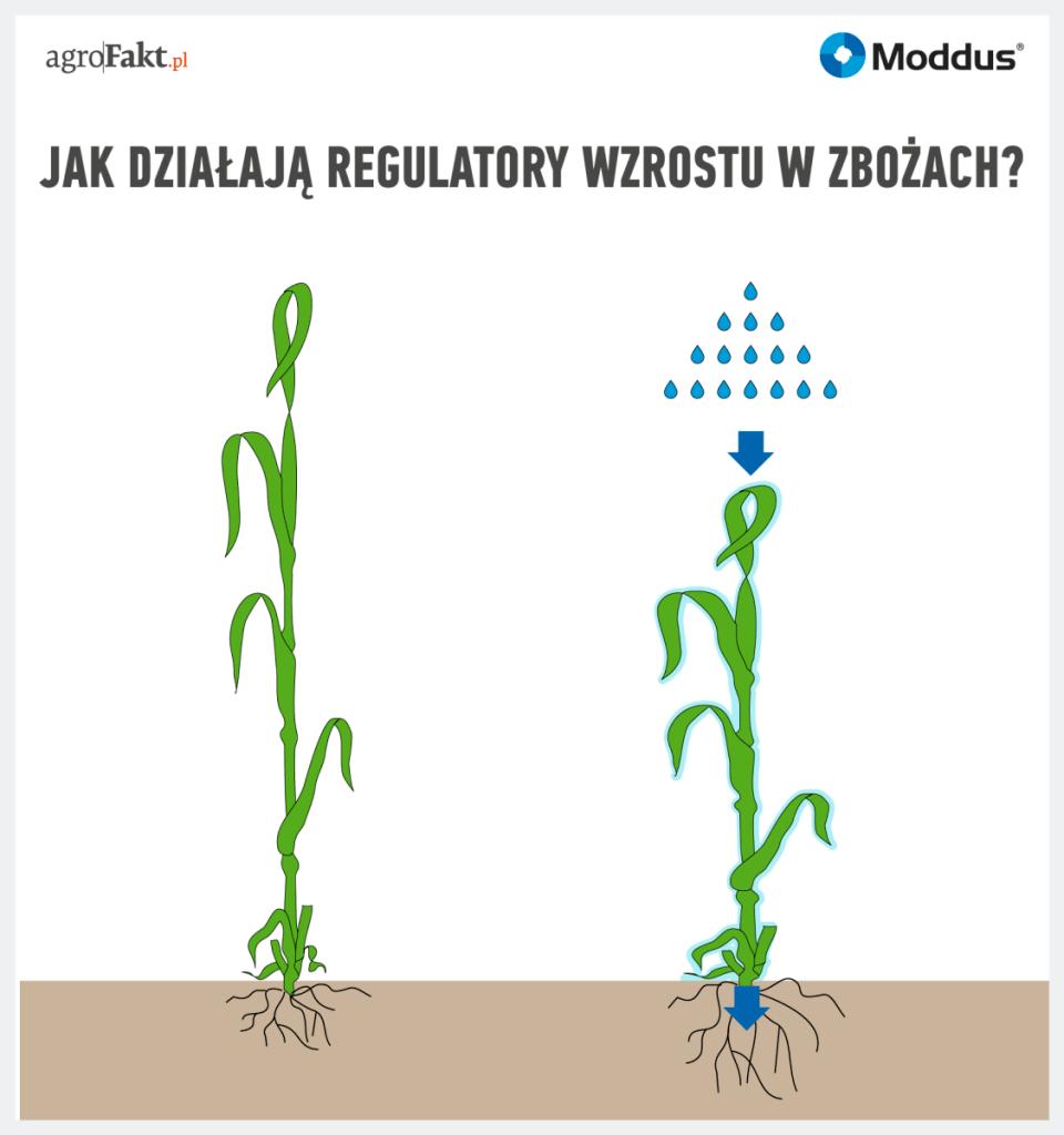 https://www. Jak działają regulatory wzrostu w zbożach? Intensyfikacja upraw W ostatnich latach wyraźnie widać postęp i rozwój w rolnictwie.