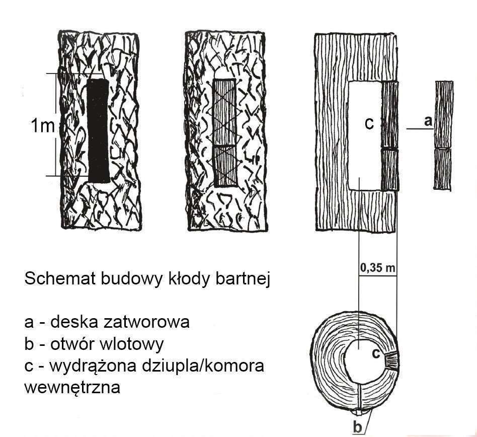 budowy i bioklimatu kłód