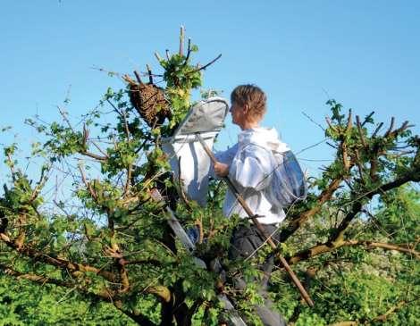 materiałach, narzędziach, produkcji sprzętu i wyposażenia bartniczego -Eksploracja terenu, doświadczenie natury, instalacja kłód bartnych -Opieka nad kłodami bartnymi, obserwacja, dokumentacja i