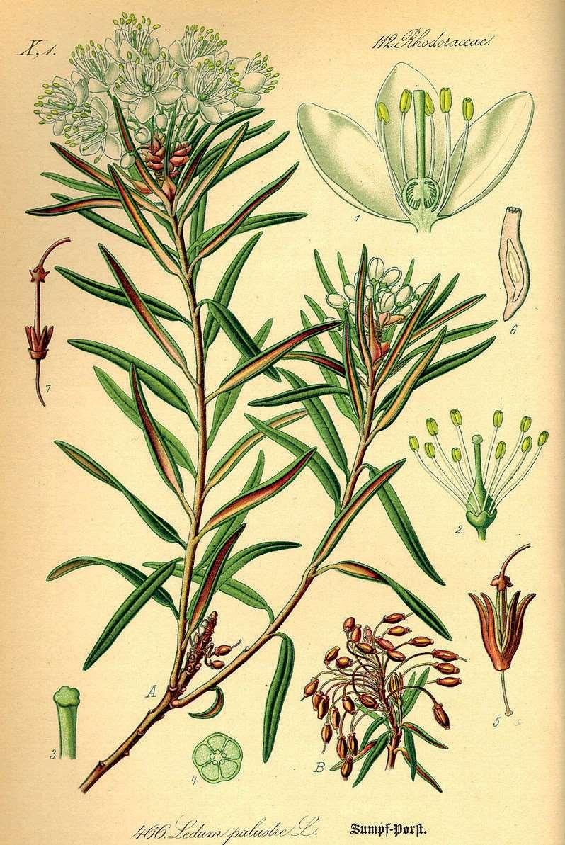 medycyny ludowej/zielarstwa