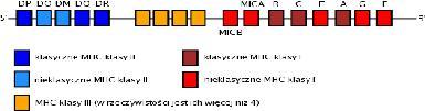 odporność oporność odporność swoista Limfocyty T i B - wywodzą się ze wspólnej komórki macierzystej pochodzącej ze szpiku kostnego - imfocyty T dojrzewają w grasicy (thymus) - limfocyty B dojrzewają