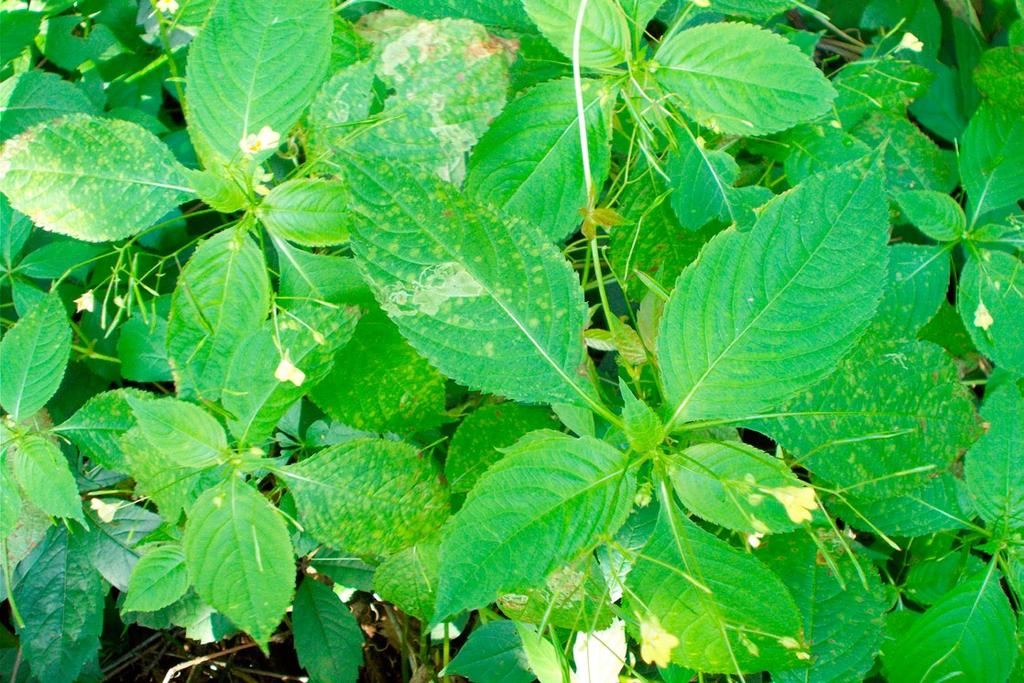 Fot. 1. Liść Impatiens parviflora z objawami porażenia przez Puccinia komarovii (fot. W. Pusz).