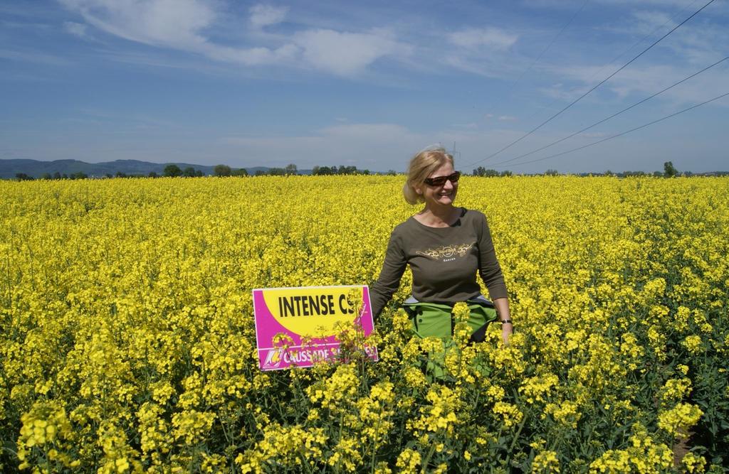 Niewysoki wzrost roślin ułatwia wykonywanie zabiegów w trakcie