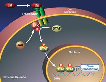 Cytokiny wywierają swoje działanie poprzez swoiste receptory, znajdujące się w błonie komórkowej.