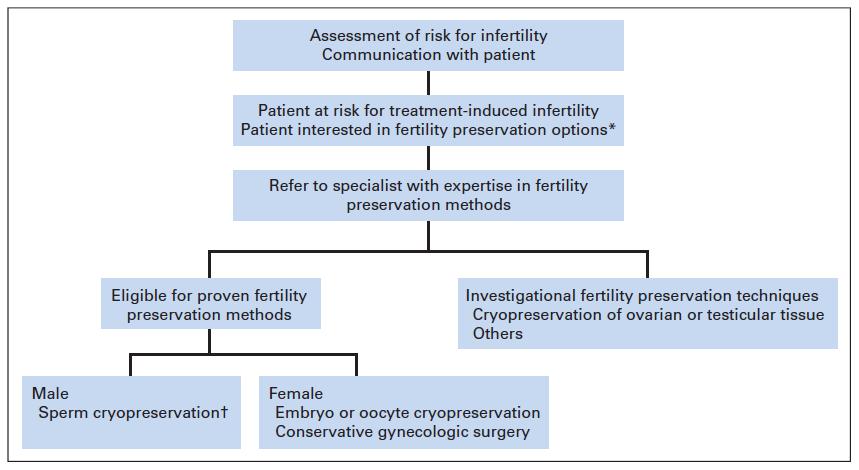 Algorytm kwalifikacji chorych do specjalisty zajmującego się płodnością Młode kobiety pragnące zachować płodność powinny jak najszybciej, przed rozpoczęciem terapii