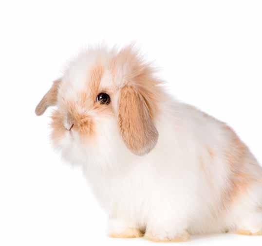 p te ab m bi ts co le fo od for rodents d an r Od wielu lat oferta pokarmu dla małych ssaków była taka sama, ale badania nad naturalnymi nawykami żywieniowymi tych zwierząt wykazały, że mają one