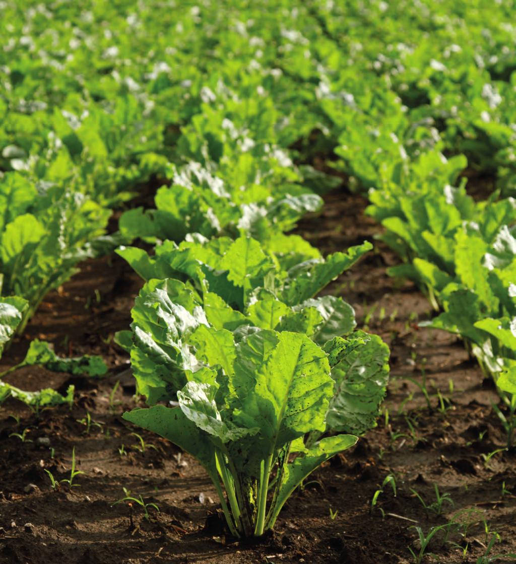 NUTRI DOLISTNE Uprawa Termin stosowania Dawka nawozu (kg/ha) Zalecany zakres stężeń (%) SADY Jabłoń Grusza Wiśnia Śliwa Czereśnia Po zbiorach razy w odstępach tygodniowych Po zbiorach razy w