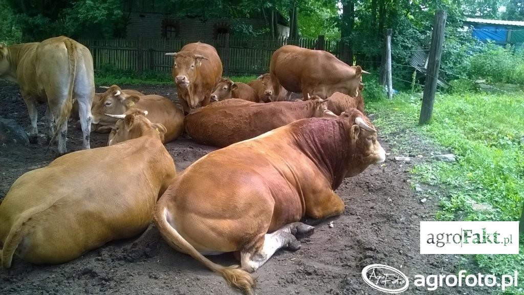 https://www. wprowadzono 2 buhaje na 47 dni w sezonie krycia. Wszystkie sztuki zostały zbadane pod kątem cielności, a urodzone cielęta były ważone w dniu urodzin oraz po 205 dniach odchowu.