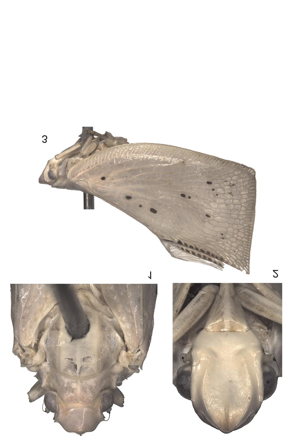 New Flatopsis from Madagascar 25 margin of frons; margin of frons (in dorsal view) blunt, area between anterior margin of vertex and the apex of protrusion without carinae (Fig. 1).