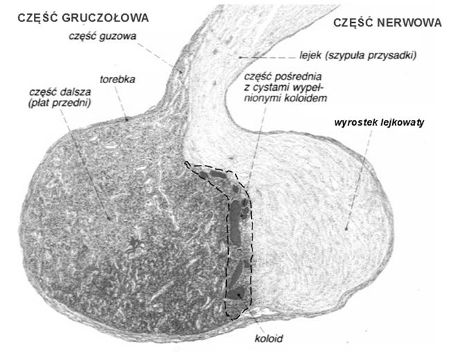 składa się z dwóch części Część gruczołowa przysadki: część