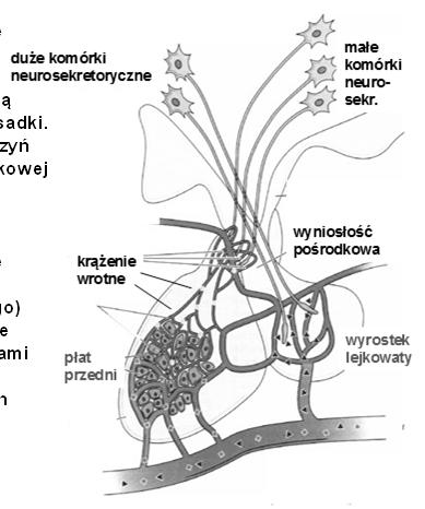 aktywność wydzielniczą komórek części gruczołowej przysadki.