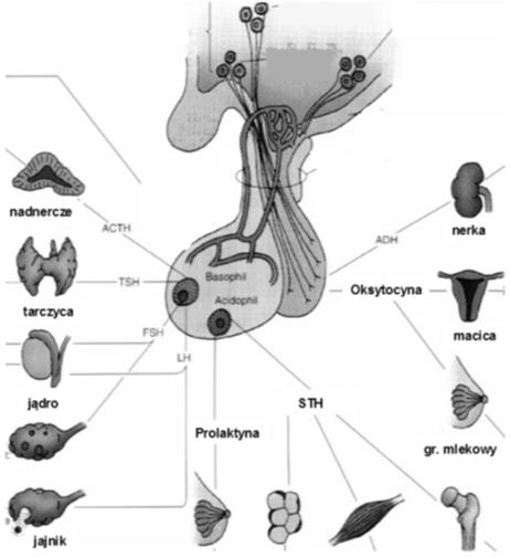 wyrostku lejkowatym wypustki pituicytów regulują
