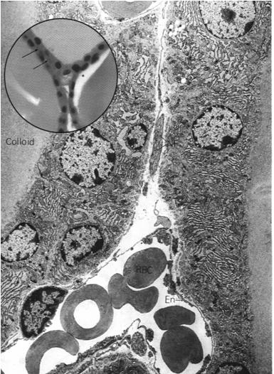 Pęcherzyk tarczycowy koloid jedna warstwa sześciennych komórek